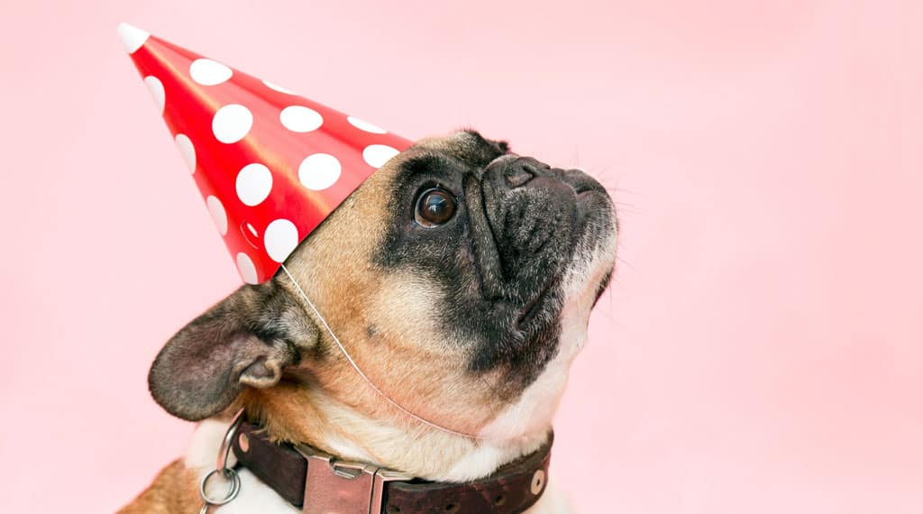 Surprise Your Pup On His Birthday: 10 Fun Ideas to Make It Special