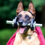 Healthy Habits & Exercises for Your Pets: How to Keep Your Pets in Tip-Top Shape