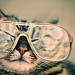 Basic tips for caring for cat eyes