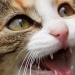 Dental Care for Cats: Tips for Keeping Your Feline Friend’s Smile Bright