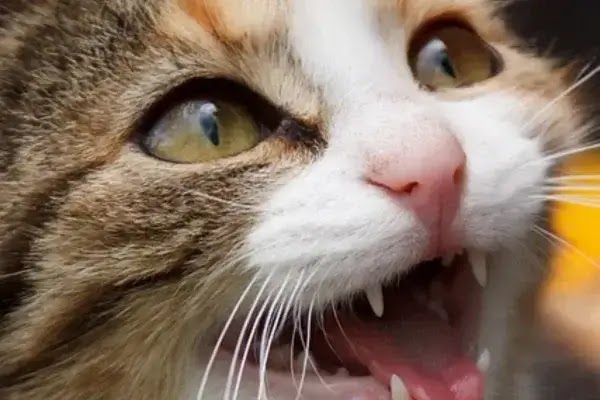 Dental Care for Cats: Tips for Keeping Your Feline Friend’s Smile Bright