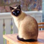 The Siamese cat:The most famous of the house cats