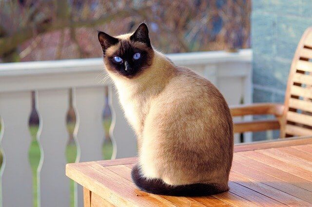 The Siamese cat:The most famous of the house cats