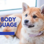 Decoding the Canine Code: A Guide to Unraveling Dog Body Language