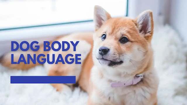 Decoding the Canine Code: A Guide to Unraveling Dog Body Language