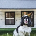 Unraveling the Mystery of Dog Behavior Problems: House Soiling