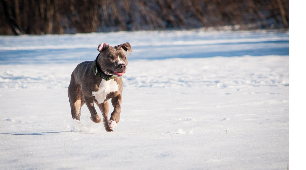 Are Pitbull More Aggressive Than Other Dogs