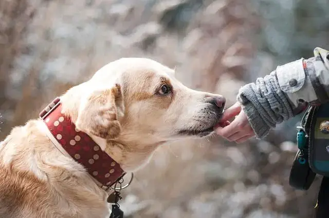 Dog Cremation Jewelry