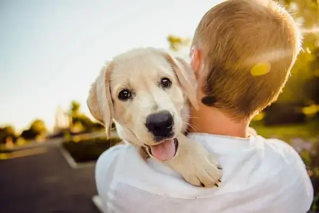 Dog Memorial Jewelry