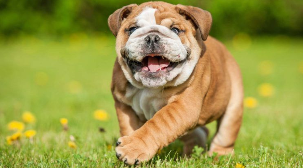 Least Aggressive Dog Breeds