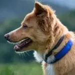 The Ultimate Guide to Choosing the Perfect Dog Bark Collar