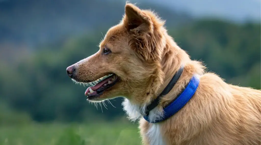 The Ultimate Guide to Choosing the Perfect Dog Bark Collar